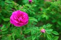 Bright pink roses with buds on a background of a green bush after rain. Beautiful pink roses in the summer garden. Royalty Free Stock Photo