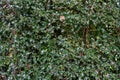 Background of many prickly leaves. Green leaves with thorns