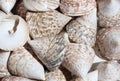 background of many rare shells in the gift shop