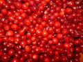 Background of many red small berries