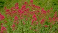 Background of many red valerian flowers in a wild naturalist garden - Centranthus ruber Royalty Free Stock Photo