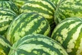 Background of many ripe, green, striped watermelons Royalty Free Stock Photo