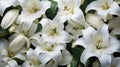 Background of many snow-white lilies. Spring Easter floral design Royalty Free Stock Photo