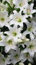 Background of many snow-white lilies. Spring Easter floral design Royalty Free Stock Photo