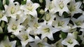 Background of many snow-white lilies. Spring Easter floral design Royalty Free Stock Photo