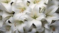 Background of many snow-white lilies. Spring Easter floral design Royalty Free Stock Photo