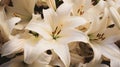 Background of many snow-white lilies. Spring Easter floral design Royalty Free Stock Photo