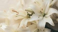Background of many snow-white lilies. Spring Easter floral design Royalty Free Stock Photo