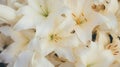 Background of many snow-white lilies. Spring Easter floral design Royalty Free Stock Photo