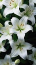 Background of many snow-white lilies. Spring Easter floral design Royalty Free Stock Photo