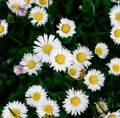 Background of many white daisies. Blooming chamomile field, chamomile flowers Royalty Free Stock Photo