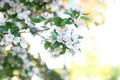 Background with many white flowers. Withe flower growing on the bush in garden on sunny day.