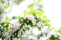 Background with many white flowers. Withe flower growing on the bush in garden on sunny day.
