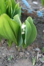 Background with many white flowers. Withe flower growing on the bush in garden on sunny day.