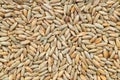 Background - many whole rye grains Royalty Free Stock Photo