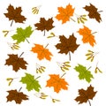 Background of maple leaves with seeds