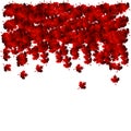 Background from maple leaves Royalty Free Stock Photo