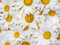 Background of marguerite flowers Royalty Free Stock Photo