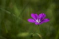 Background with marsh cranesbill flowers, Geranium palustre Royalty Free Stock Photo