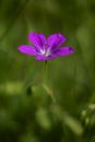 Background with marsh cranesbill flowers, Geranium palustre Royalty Free Stock Photo