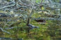 Background with a marshland with dirty water overgrown with sedge, grass and small broken boughs filmed closeup. Royalty Free Stock Photo
