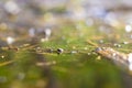 Background with a marshland with dirty water overgrown with sedge Royalty Free Stock Photo