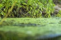 Background with a marshland with dirty water overgrown with sedge Royalty Free Stock Photo