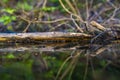 Background with a swamp with dirty water overgrown with sedge Royalty Free Stock Photo