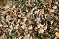 Pokrytý padlý listy 