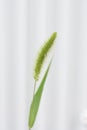 Green foxtail / Background