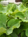 Background with the medicinal plant burdock.Large green leaves on a Bush of burdock is useful. Close up Royalty Free Stock Photo