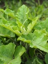 Background with the medicinal plant burdock.Large green leaves on a Bush of burdock is useful. Close up Royalty Free Stock Photo