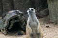 Background of Meerkat or Suricate, a small carnivoran belonging to the mongoose family Royalty Free Stock Photo