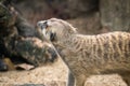 Meerkat or Suricate, a small carnivoran belonging to the mongoose family Royalty Free Stock Photo