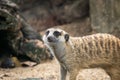 Meerkat or Suricate, a small carnivoran belonging to the mongoose family Royalty Free Stock Photo