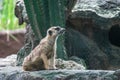 Meerkat or Suricate, a small carnivoran belonging to the mongoose family Royalty Free Stock Photo