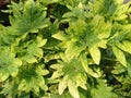 background of Miana leaves, slobber or Coleus atropurpureus