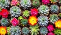 Background of miniature succulent plants