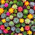 Background of miniature succulent plants