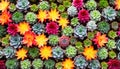 Background of miniature succulent plants