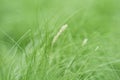 Background of mission grasses in the garden Royalty Free Stock Photo