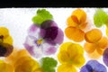 Background of mixed colours of pansy flowers in ice. Royalty Free Stock Photo