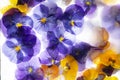 Background of mixed colours of pansy flowers in ice. Royalty Free Stock Photo