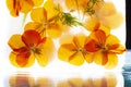 Background of mixed colours of pansy flowers in ice. Royalty Free Stock Photo