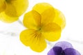 Background of mixed colours of pansy flowers in ice. Royalty Free Stock Photo