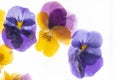 Background of mixed colours of pansy flowers in ice. Royalty Free Stock Photo