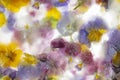 Background of mixed colours of pansy flowers in ice. Royalty Free Stock Photo