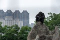 In the background of modern cities-Chimpanzee-Pan troglodytes Royalty Free Stock Photo