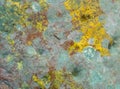 background mold macro shot Royalty Free Stock Photo