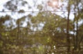 Background morning bush setting looking through chicken wire fen